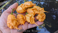 California Reaper - Pepper Seeds - White Hot Peppers